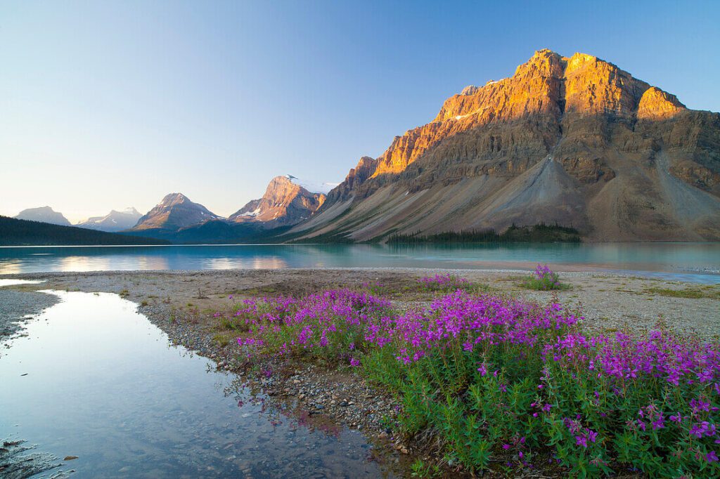 Bow Lake in Banff National Park, a glacier blue lake with wildflowers in the foreground and mountains in the background