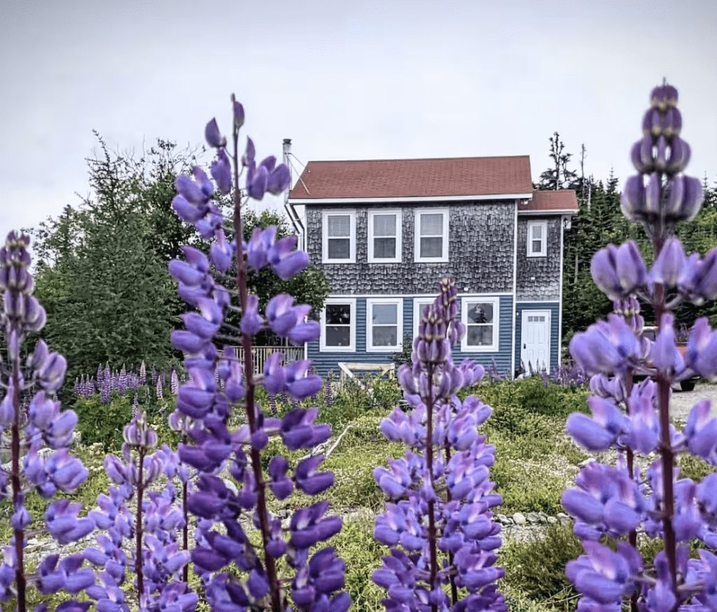 cozy cottage in Port Rexton, Newfoundland surrounded by lupine flowers
