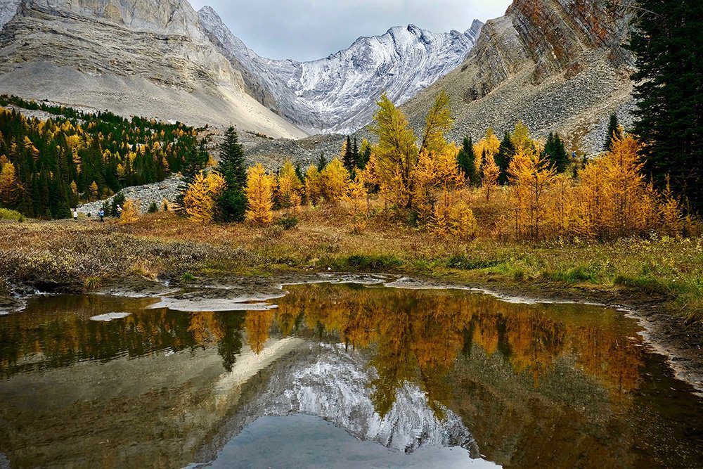 larch trees are a vibrant orange agains a mountain backdrop in Kananskis, Alberta