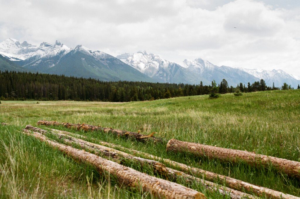 a rolling hill of tall grass with mountains in the background in Banff National Park