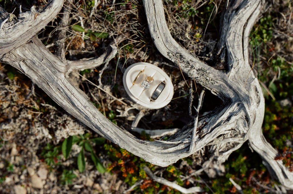 wedding rings in white case surrounded by gnarled branches and juniper